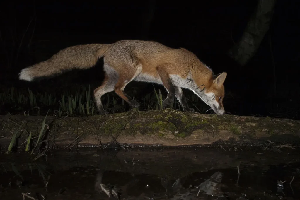 Estratégias de caça e defesa dos animais noturnos
