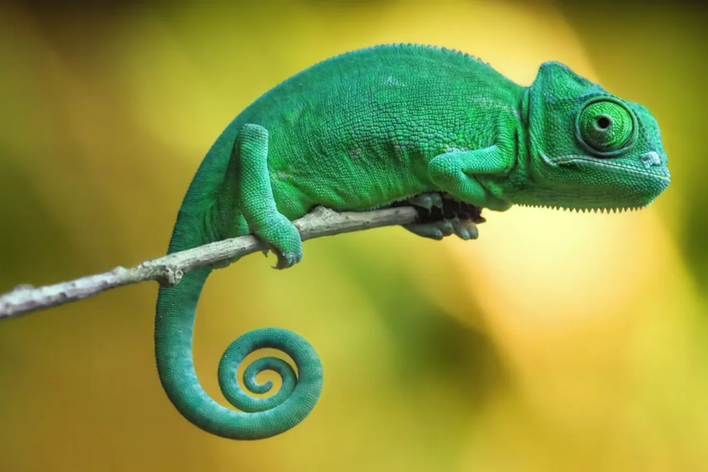 A adaptação dos camaleões e o papel da camuflagem no mundo animal